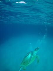 a green turtle swimming in the crystal clear waters of the Caribbean Sea