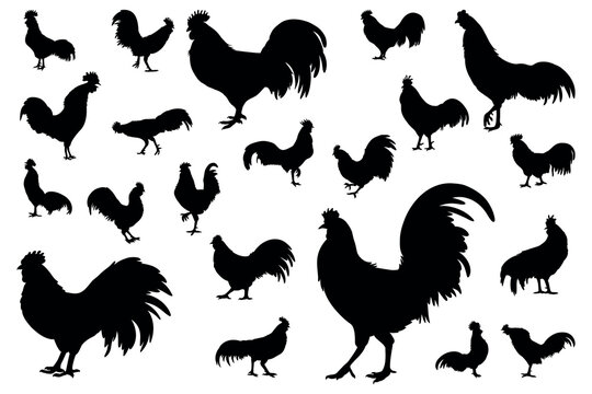 Collection of rooster silhouette illustrations