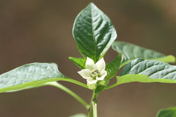 leaves and blooms of homegrown paprica