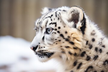 close-up of snow leopard fur and spots