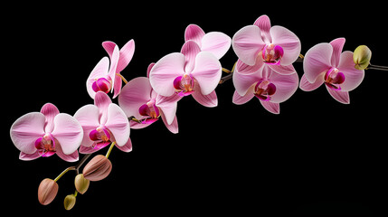 Naklejka na ściany i meble pink orchid isolated on black background