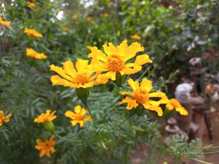 Marigold is a very useful and easily grown flowering plant.  It is mainly an ornamental crop.It is grown for loose flowers, garlands and landscaping. Yellow marigold flower on plant
