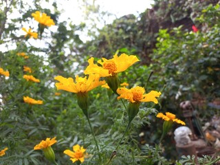 Marigold is a very useful and easily grown flowering plant.  It is mainly an ornamental crop.It is grown for loose flowers, garlands and landscaping. Yellow marigold flower on plant