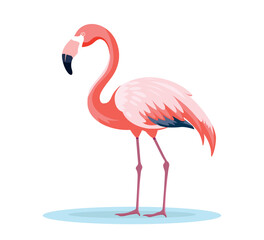 pink flamingo bird flat illustration