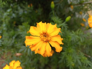 Marigold is a very useful and easily grown flowering plant.  It is mainly an ornamental crop.It is grown for loose flowers, garlands and landscaping. Yellow marigold flower on plant