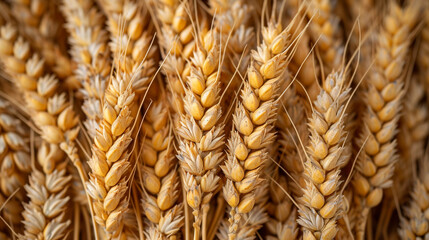 organic golden ripe ears of wheat, soft focus, closeup, agriculture background