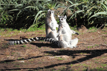 Two ring tailed lemurs (Lemur catta)  sitting in the sun
