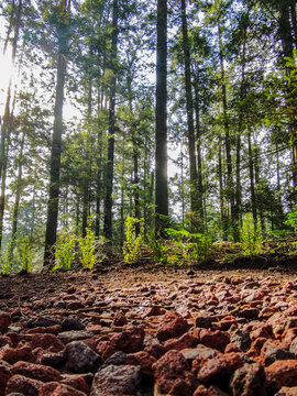 path in the forest