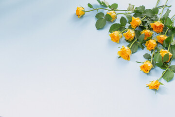 yellow roses on blue paper background