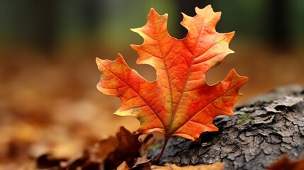 Naklejka na ściany i meble closeup of an autumnal oak leaf Details of the autumn buntes Eichenblatt