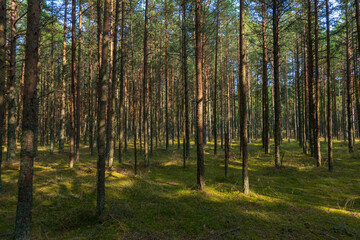 Obraz premium Curonian Spit's Dancing Forest, with its twisting pines creating a mystical pathway, bathed in the soft light of a serene day