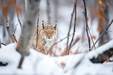 Fotobehang lynx on the hunt, camouflaged in snowy woods © Natalia