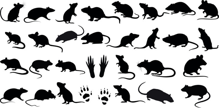 Black rat silhouettes on white background, perfect for pest control, Halloween designs, vector illustrations. Detailed rodent outlines in various poses and activities