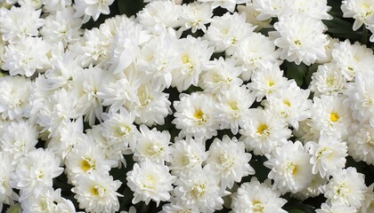 Chrysanthemum background, suitable for background