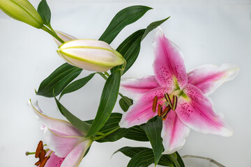 Pinkj lily flowers, Lilium Stargazer, Stargazer lily with white background. 