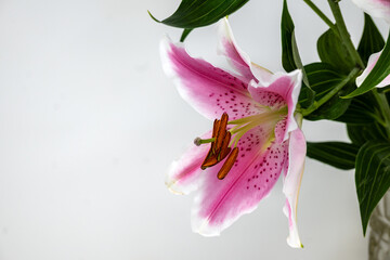 Pinkj lily flowers, Lilium Stargazer, Stargazer lily with white background. 