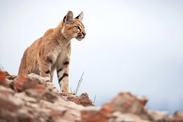 Foto op Canvas puma surveying territory from rocky outcrop © Natalia