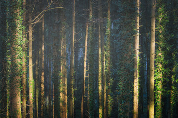Wald, efeu am Baumstamm. Nebel und blauer schein durch die Bäume. Sonne scheint auf die Stämme.  - obrazy, fototapety, plakaty