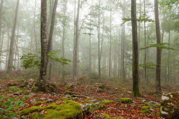  Beautiful morning foggy forest tree landscape.