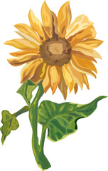 Fototapeta premium Sunflower illustration transparent background.