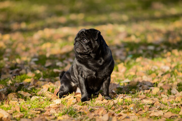 Black pug on a walk in the park