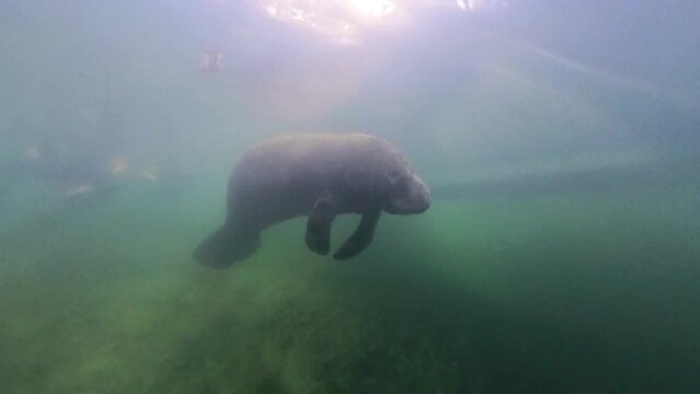4k video of a West Indian Manatee (Trichechus manatus) in Crystal River, Florida, USA