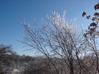 View against the sun on the icy tops of the bushes on the trees of the steppe forest sparkling with iridescent colors against the background of the blue sky.