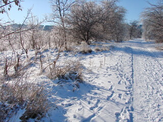 A panorama of a white fluffy carpet of fresh snow under the bright rays of the frosty sun at the foot of the forest strip.