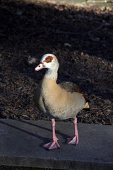 nilgans im park