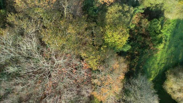 Leafless Trees During Late Autumn Season In Zas, La Coruna, Spain. Aerial Topdown Shot
