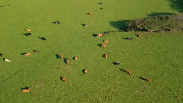 Herd Of Domestic Cattle In The Green Pasture In Zas, A Coru&ntilde;a, Spain. - aerial shot