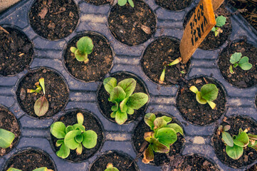 lettuce seedlings in greenhouse