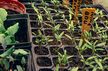 plants in a greenhouse, growing garden