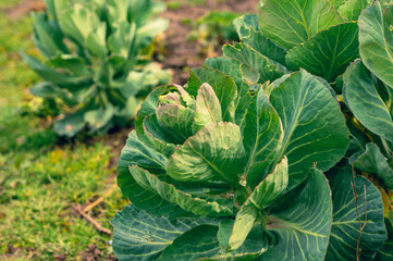 cabbage growing in the garden