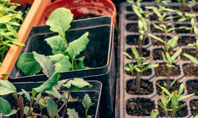 vegetable seedlings in a garden