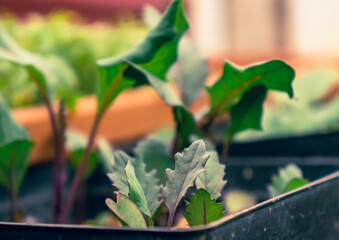 fresh healthy green plant in a pot