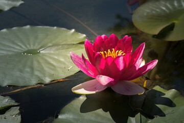 Pink water lilies in a garden's pond © Antonio