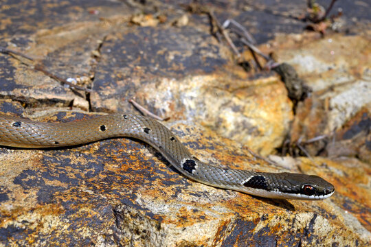 R&ouml;tliche Schlanknatter, R&ouml;tliche Zornnatter // Collared Dwarf Racer (Platyceps collaris collaris) - Ropotamo Nature Reserve, Bulgarien