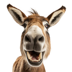 Close up of a laughing donkey