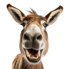 Zelfklevend Fotobehang Close up of a laughing donkey © PNG River Gfx