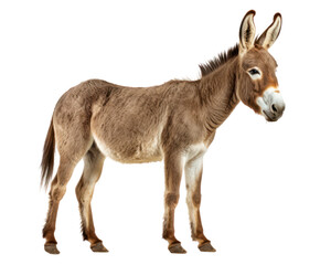 View of a donkey standing against background
