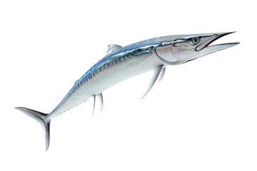 Atlantic wahoo jumping pose