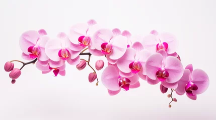 Fototapeten pink orchid isolated on white background © Surasri