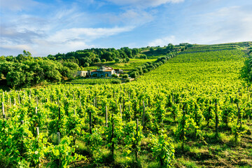 Fototapeta na wymiar amazing green vinery landscape with grape farm , the grapevine with young summer rows of grape under beautiful cloudy sky