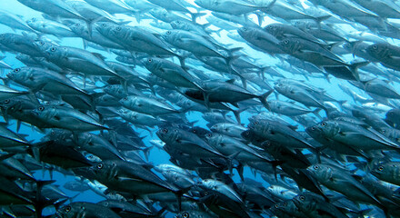 A school of Trevally Apo Island Philippines