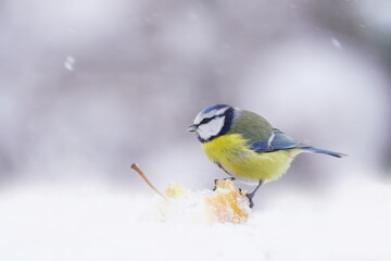 Winter scene with a cute blue tit. Cyanistes caeruleus. A colorful titmouse sitting on a apple.
