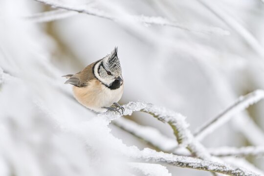 A cute crested tit sits on a twig with icing. Winter scene with a titmouse with crest. Lophophanes cristatus