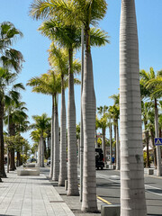 White trunk palm trees in the boulevard in the city