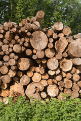 Felled trees and stack of wood