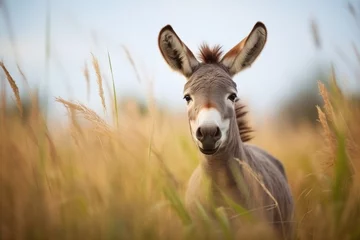 Schilderijen op glas curious donkey with sharp ears amidst tall grasses © stickerside